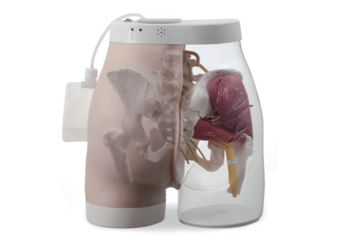 二合一臀部肌肉注射模型