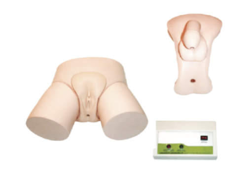 电子导尿灌肠教学实习模型