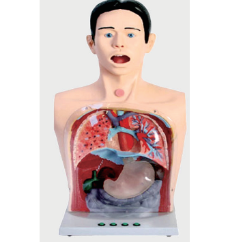 成人洗胃术训练模型