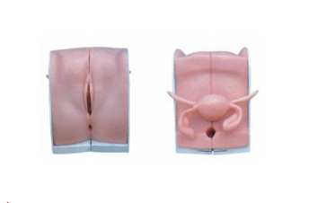 高级女性避孕器指导模型