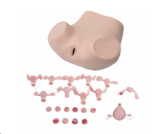 高级妇科检查模型