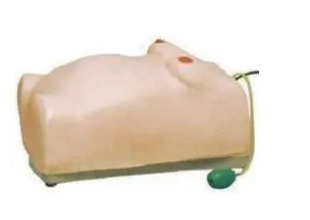 电子胎儿监护训练模型