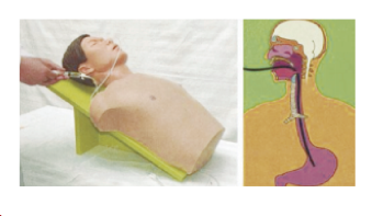 成人插胃管训练模型